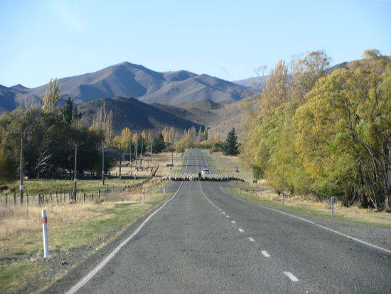 Von weitem konnte man die Herde schon sehen.