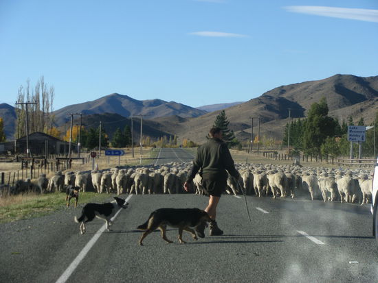Der Schäfer mit seinen Gehilfen.