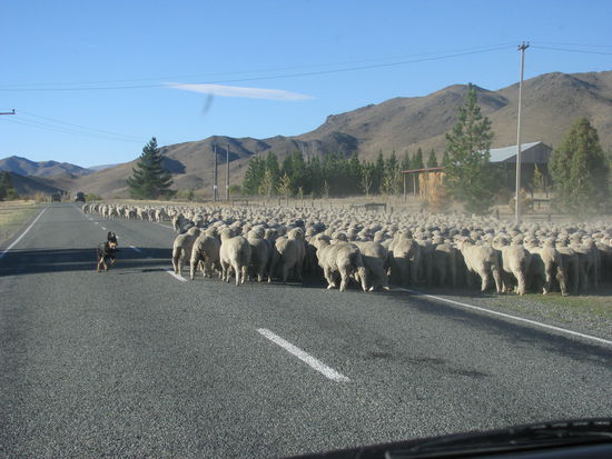 Die Hunde räumten uns den Weg frei und wir dachten, wir könnten passieren.