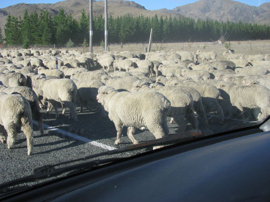 Aber die Schafe kamen zurück auf unsere Straßenseite. -.-
