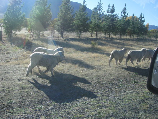 Und schon wurden wir von beiden Seiten von Schafen umzingelt.