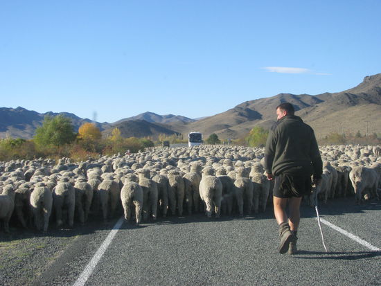 Dann kam ein Bus voller Japaner und die Schafe bekamen Panik.