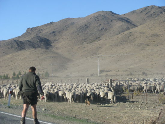 Endlich an der Weide drängten sie sich durch ihr Tor.