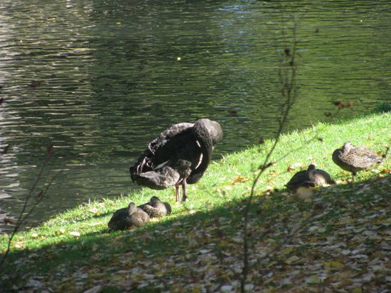 Ein schwarzer Schwan im botanischen Garten.