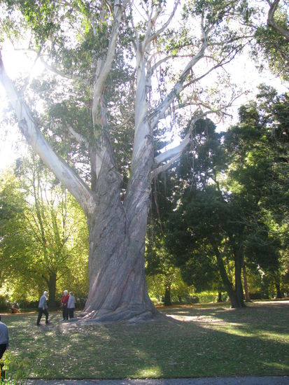 Und riesige Bäume gab es hier.