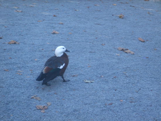 Eine "Möwente". Die im Park lebenden Möwen und Enten haben sich scheinbar gekreuzt.