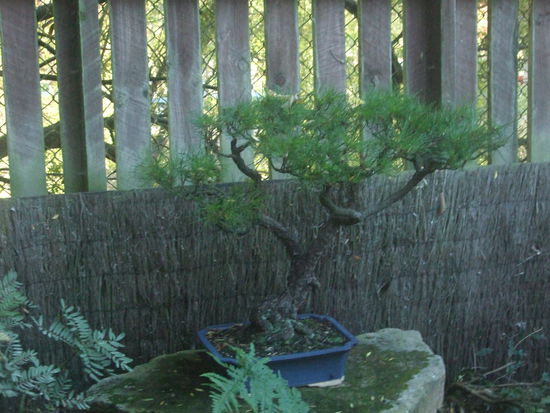 Einer der vielen Bonsais aus dem Bonsaihaus.