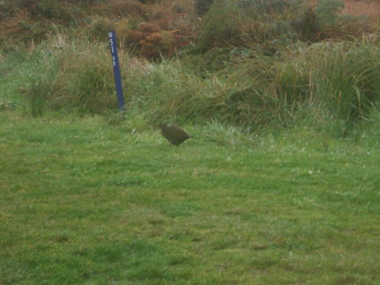 Ein Weka morgens auf dem Camping-Platz.