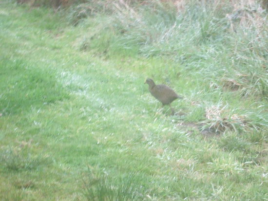 Wekas werden oft mit dem braunen Kiwi verwechselt.