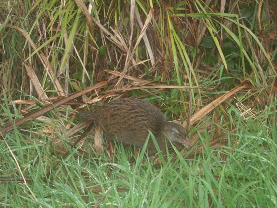 Der Schnabel des Wekas ist allerdings viel kürzer als der des Kiwis.