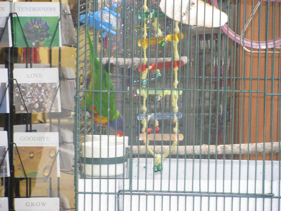 Das Geschäft hatte einen Vogel als Klingel.