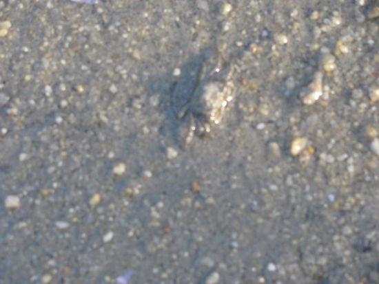 Alles war voll von kleinen Krebsen.