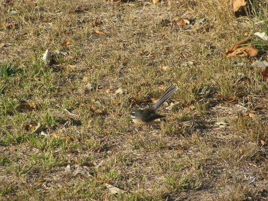 Ein Fantail (zu deutsch: "Fächerschwanz), ein in Neuseeland heimischer Vogel.