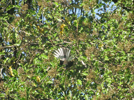 Dort sieht man auch seinen Fächer.
