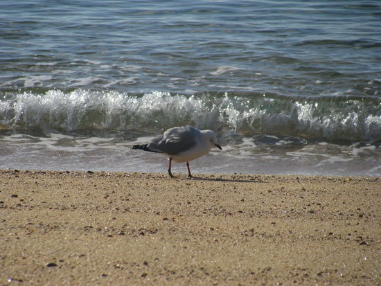 Die Möwe wollte unsere Müsliriegel!