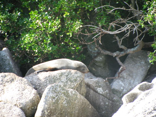 Und wieder Seehunde am Faulenzen.