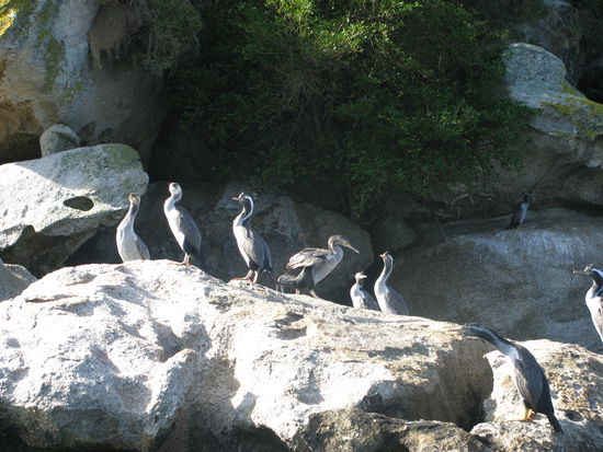 Und noch einige seltsame neuseeländische Vögel.