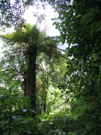 Im tiefsten Dschungel.