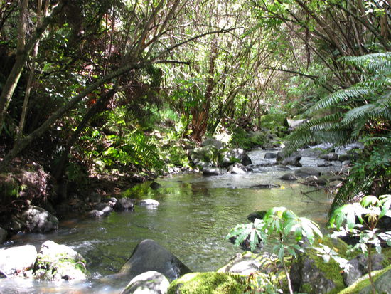 Der Fluss, unser heutiger, stetiger Begleiter.