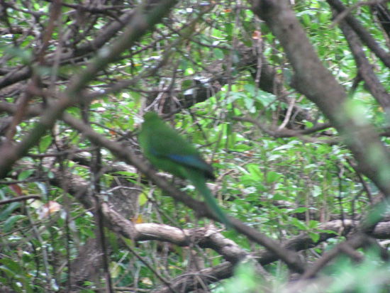 Ein Kakariki. Vögel zu fotografieren ist gar nicht so leicht.