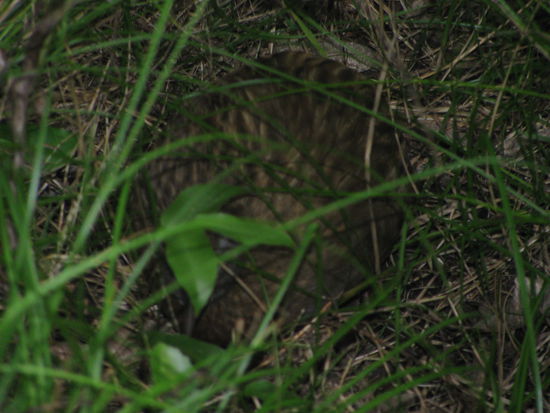 Unser Freund, der Weka.