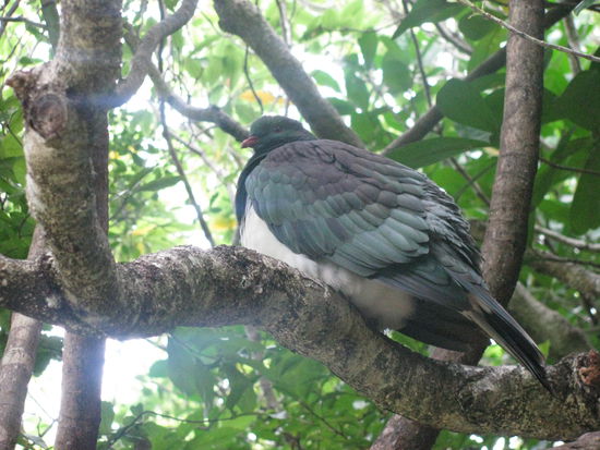 Kereru, eine Taubenart.