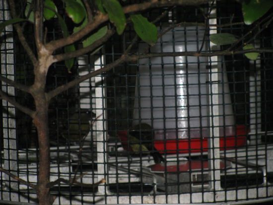 Die Bellbirds. Sie wurden extra gefüttert mit Zuckerwasser, da sie oft von anderen Vögeln verscheucht werden.