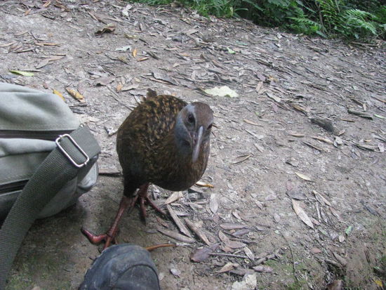 Der Weka war echt vorwitzig.