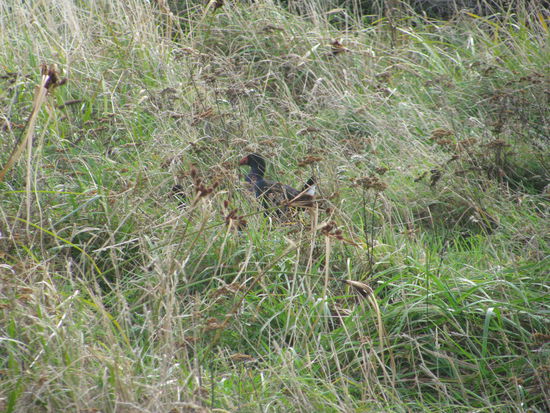 Pukekos auf der Flucht.