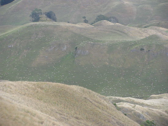 Das sind alles Schafe!!!