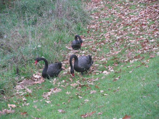 Und mal wieder schwarze Schwäne. Langsam bekommen wir das Gefühl, dass es hier keine weißen Schwäne gibt.