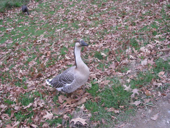 Eine Gans war auch mit von der Partie.