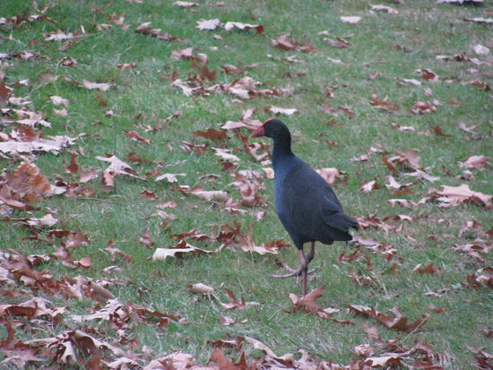 Die Pukekos waren ziemlich scheu.