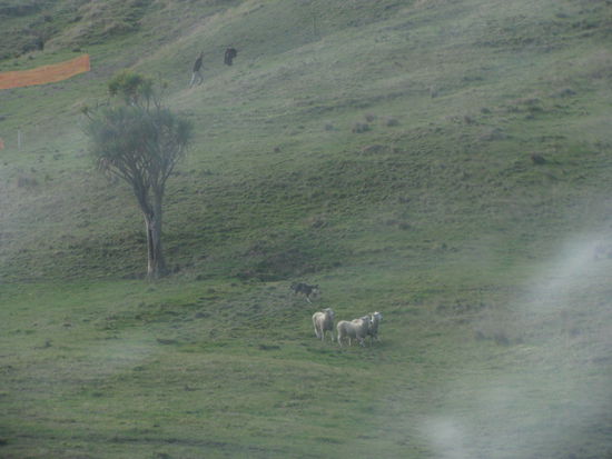 Ein Wettbewerb für Hunde, die zum Schafetreiben eingesetzt wurden.