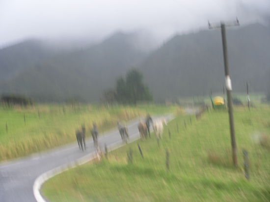 Pferde auf der Straße...
