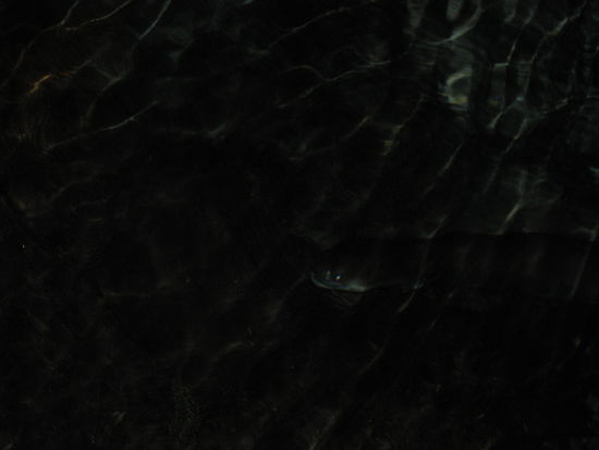 Ein Aal in der heiligen Quelle.