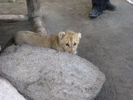 Und der kleine Chaz.