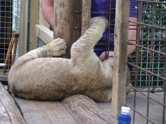Er war verspielt wie eine junge Katze.