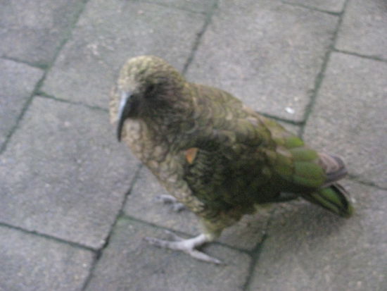 Ein Kea, der einzige Alpenpapagei der Welt, der in freier Wildbahn nur auf Neuseelands Suedinsel vorkommt.