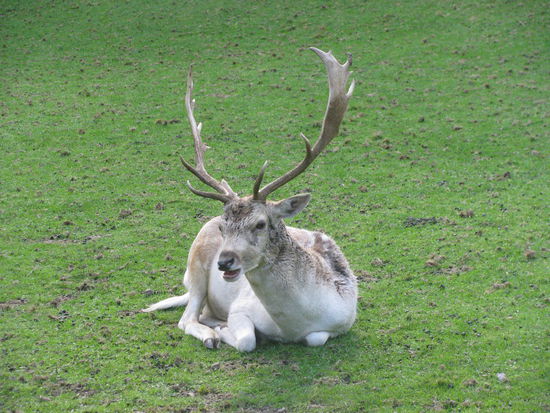 Der Koenig des Waldes.