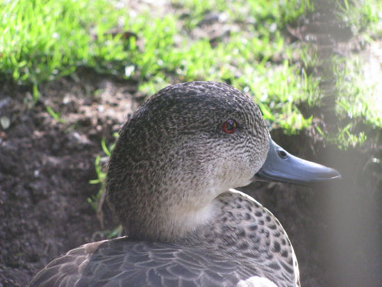 Enten mit gruseligen roten Augen gab es hier auch.