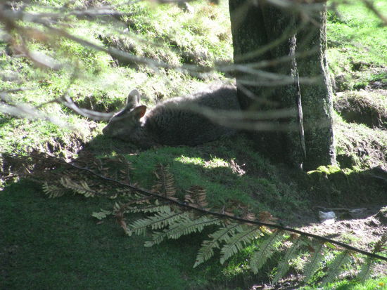 Ein australisches Wallaby.