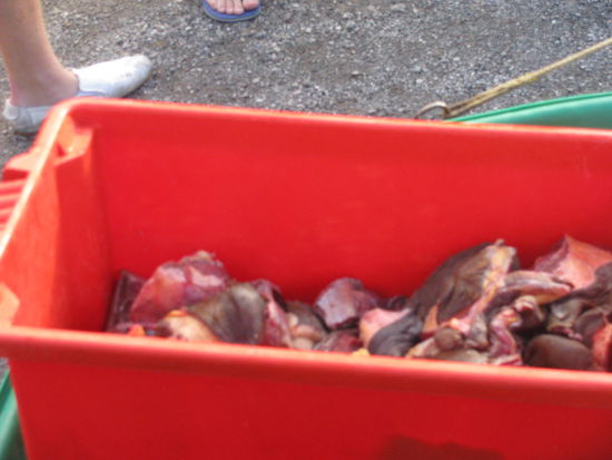 Ganz viel Pferdefleisch fuer die Loewen!