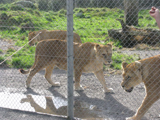 Langsam wurden diese auch aktiv.
