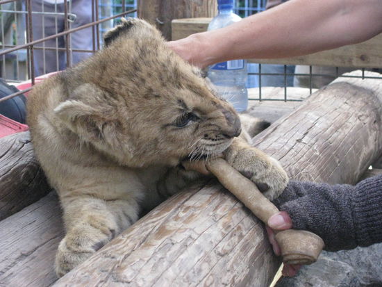 Und wieder Chaz in seinem eigenen Gehege.