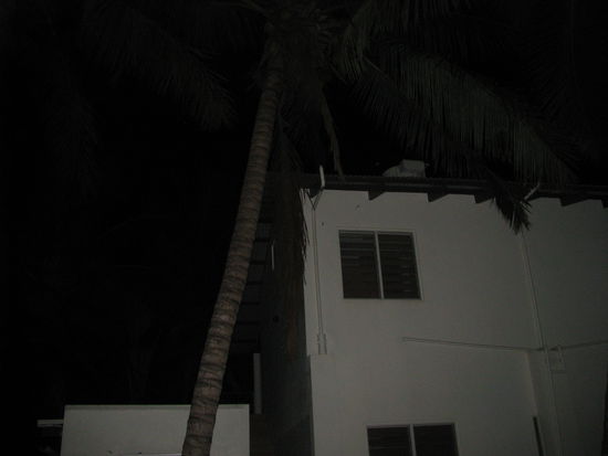 Palmen direkt vor der Tür...