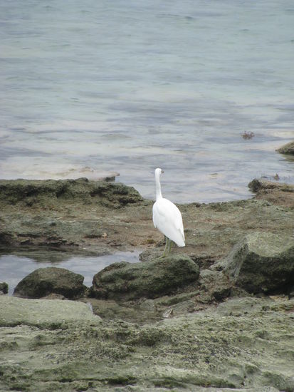 Dieser Herr nutzte das natürlich aus um ein paar Muscheln zu finden.
