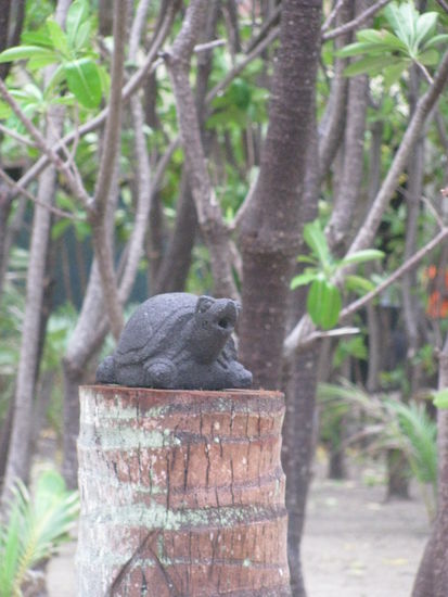 Schildkröten, sehr zur Freude Lauras 