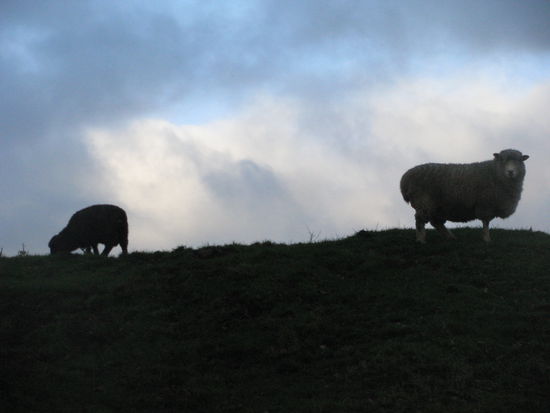 Links ein neues Schaf: Mr. Snuff.