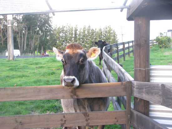 Shadow auch mit von der Partie.